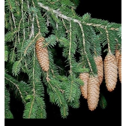 nasiona Jodła pospolita Abies alba