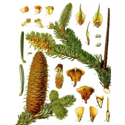 nasiona Jodła pospolita Abies alba