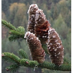 nasiona Jodła pospolita Abies alba