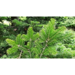 nasiona Jodła sachalińska Abies szt5 Fore36