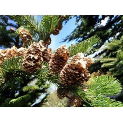 nasiona Jodła sachalińska Abies szt5 Fore36