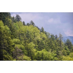 nasiona Jodła sachalińska Abies szt5 Fore36