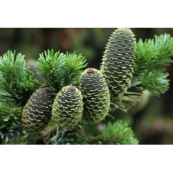 nasiona Jodła sachalińska Abies szt5 Fore36