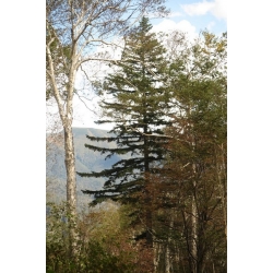 nasiona Jodła sachalińska Abies szt5 Fore36