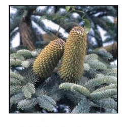 nasiona Jodła szlachetna Abies szt5 Fore32