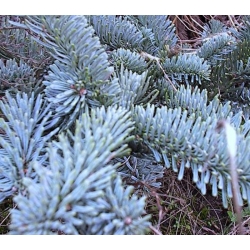 nasiona Jodła szlachetna Abies szt5 Fore32