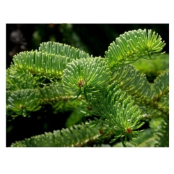 nasiona Jodła turecka Abies szt5 Fore15