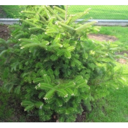 nasiona Jodła turecka Abies szt5 Fore15