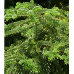 nasiona Jodła turecka Abies szt5 Fore15