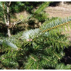 nasiona Jodła turecka Abies szt5 Fore15