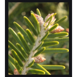 nasiona Jodła Veitcha Abies szt5 Fore37