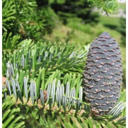 nasiona Jodła Veitcha Abies szt5 Fore37