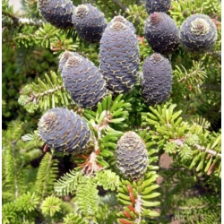 nasiona Jodła Veitcha Abies szt5 Fore37