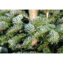 nasiona Jodła wonna Abies szt5 Fore13