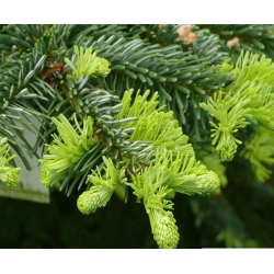 nasiona Jodła wonna Abies szt5 Fore13