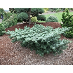 nasiona Jodła wonna Abies szt5 Fore13