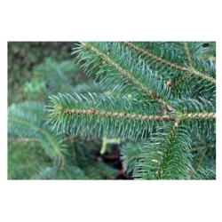 nasiona Jodła wspaniała Abies szt5 Fore30