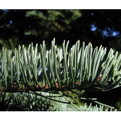 nasiona Jodła wspaniała Abies szt5 Fore30