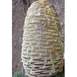 nasiona Jodła wspaniała Abies szt5 Fore30