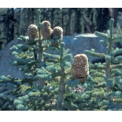 nasiona Jodła wspaniała Abies szt5 Fore30