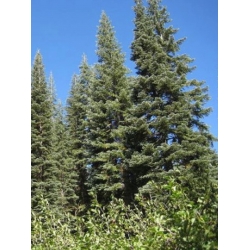 nasiona Jodła wspaniała Abies szt5 Fore30