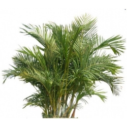 nasiona Kariota bezbronna Caryota szt5 Fore164