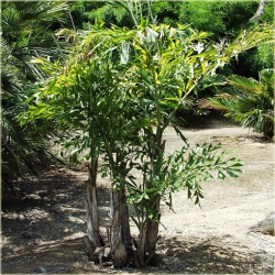 nasiona Kariota bezbronna Caryota szt5 Fore164