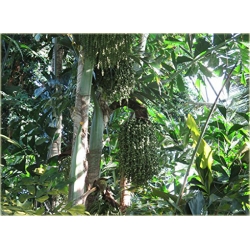 nasiona Kariota bezbronna Caryota szt5 Fore164