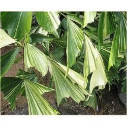 nasiona Kariota bezbronna Caryota szt5 Fore164