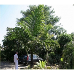 nasiona Kariota bezbronna Caryota szt5 Fore164