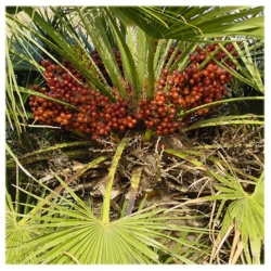 nasiona Karłatka europejska Chamaerops szt5 Fore169