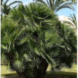 nasiona Karłatka europejska Chamaerops szt5 Fore169