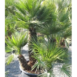 nasiona Karłatka europejska Chamaerops szt5 Fore169