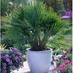 nasiona Karłatka europejska Chamaerops szt5 Fore169