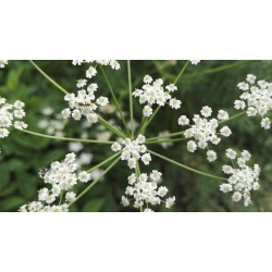 nasiona Kminek Carum carvi szt5 Fore135