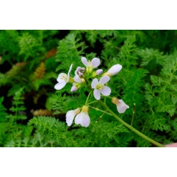 nasiona Kminek Carum carvi szt5 Fore135