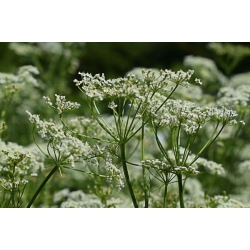 nasiona Kminek Carum carvi szt5 Fore135