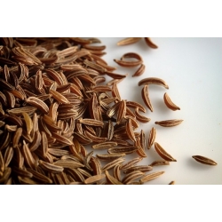 nasiona Kminek Carum carvi szt5 Fore135