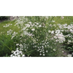 nasiona Kminek Carum carvi szt5 Fore135