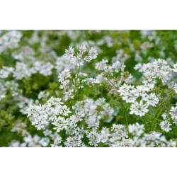 nasiona Kolendra siewna Coriandrum szt5 Fore137