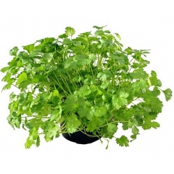 nasiona Kolendra siewna Coriandrum szt5 Fore137