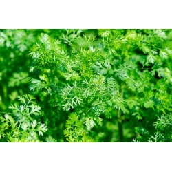 nasiona Kolendra siewna Coriandrum szt5 Fore137