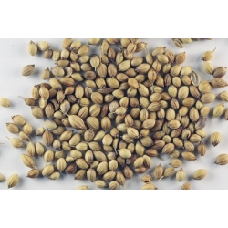 nasiona Kolendra siewna Coriandrum szt5 Fore137