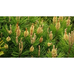 nasiona Kosodrzewina Pinus szt5 Fore95