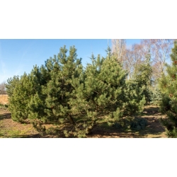 nasiona Kosodrzewina Pinus szt5 Fore95