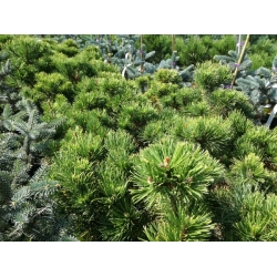 nasiona Kosodrzewina Pinus szt5 Fore95