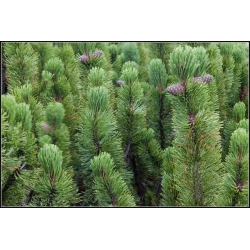 nasiona Kosodrzewina Pinus szt5 Fore95