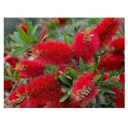 nasiona Kuflik cytrynowy Callistemon szt5 Fore163