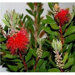 nasiona Kuflik cytrynowy Callistemon szt5 Fore163