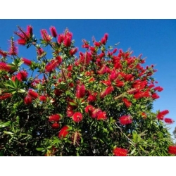 nasiona Kuflik cytrynowy Callistemon szt5 Fore163